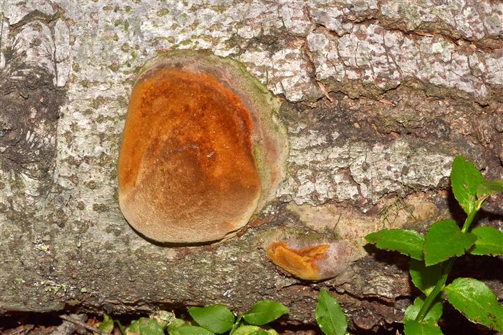 Phellinus hartigii? (Phellinus hartigii)